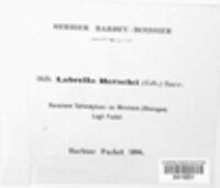 Anaphysmene heraclei image